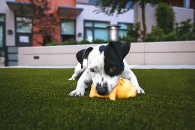 白天，白色和黑色的美国斗牛梗咬着一个躺在户外草地上的黄色猪玩具
